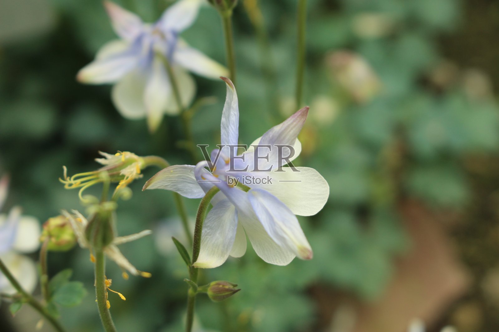 “Amalie的耧斗菜”花- Aquilegia Amaliae照片摄影图片