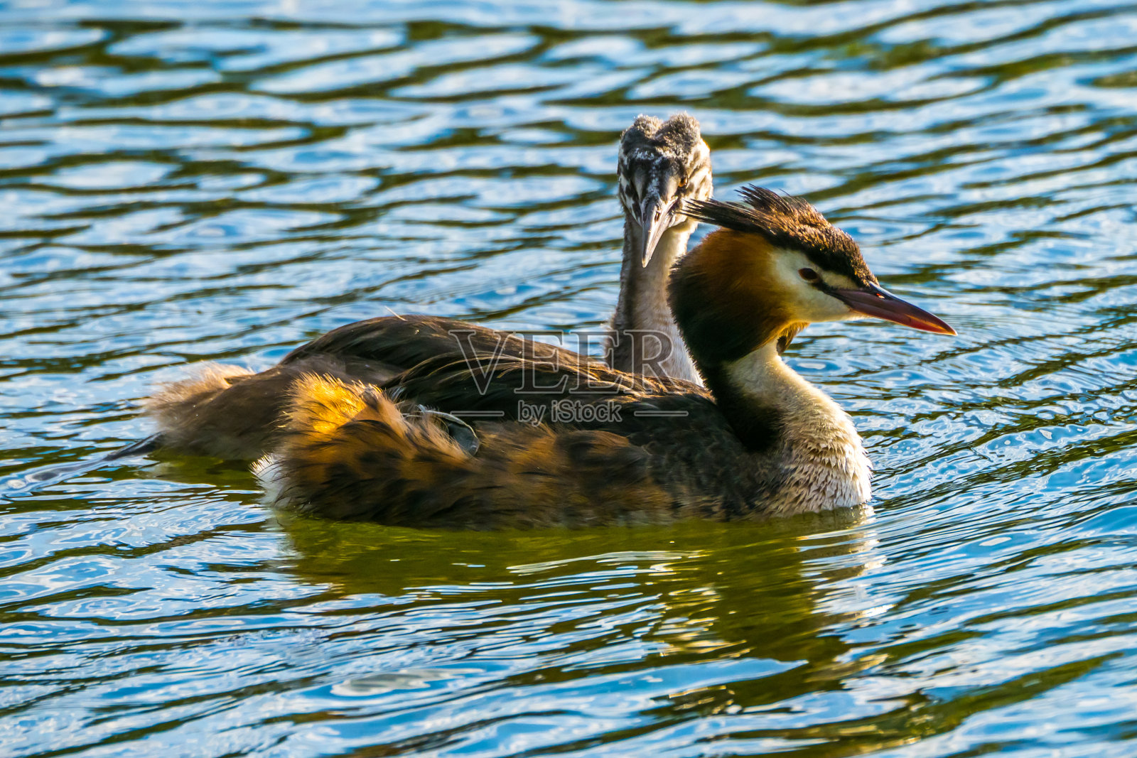 湖上的大凤头鸊鷉照片摄影图片
