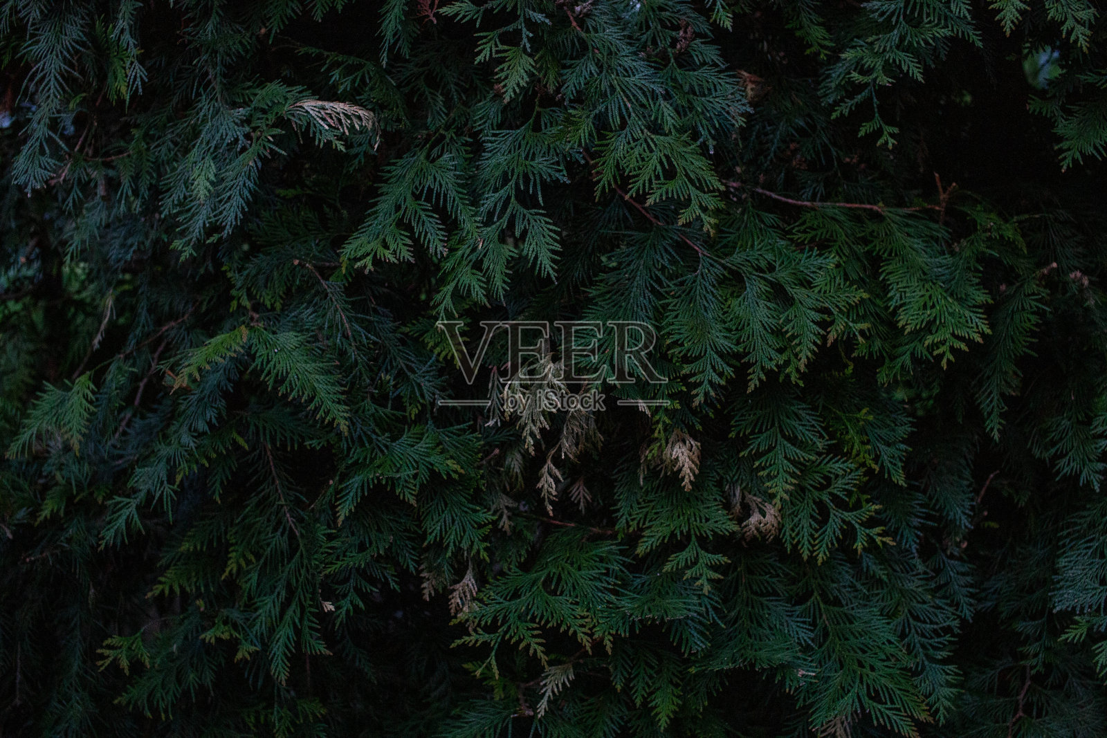 图贾冷杉的许多树枝的特写。一种常绿植物的针叶。照片摄影图片