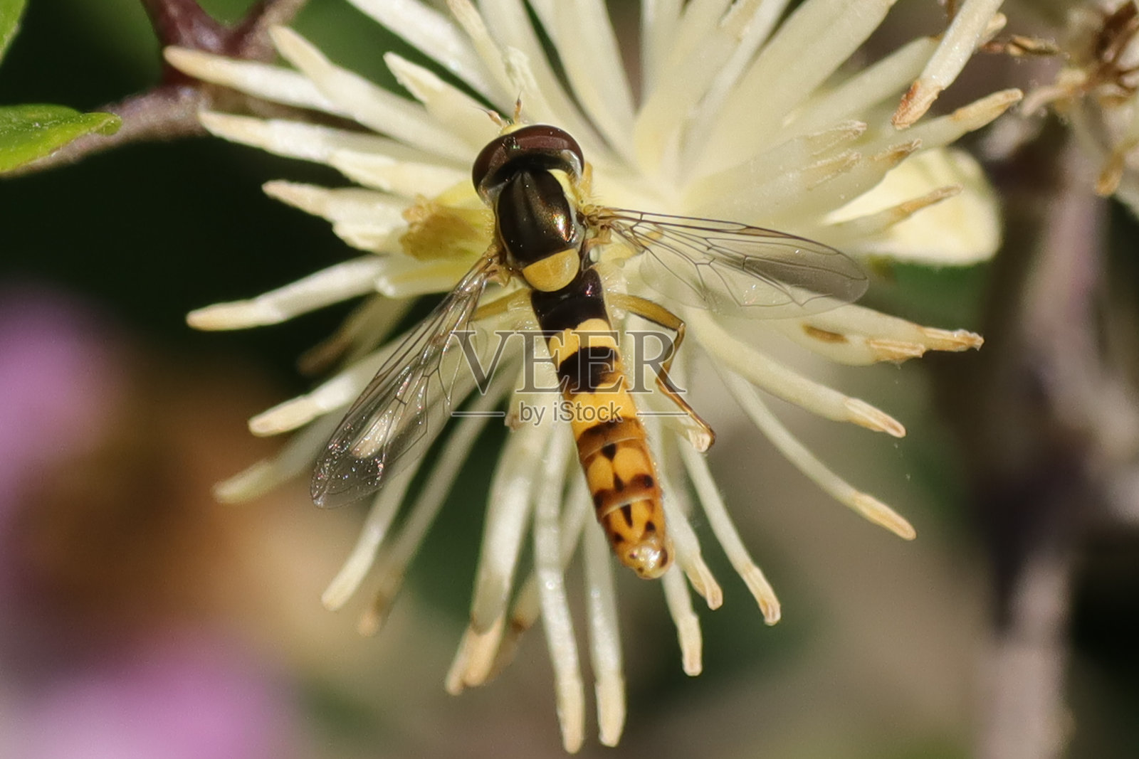 有球状体标记(球状体)照片摄影图片