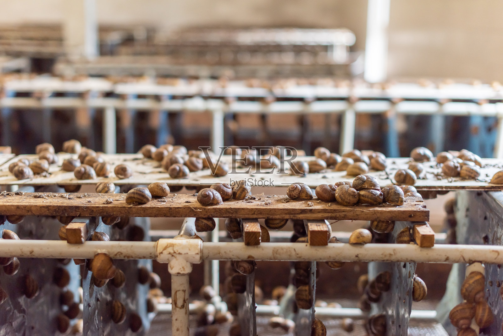 关闭了。蜗牛养殖业务。农场里面。照片摄影图片