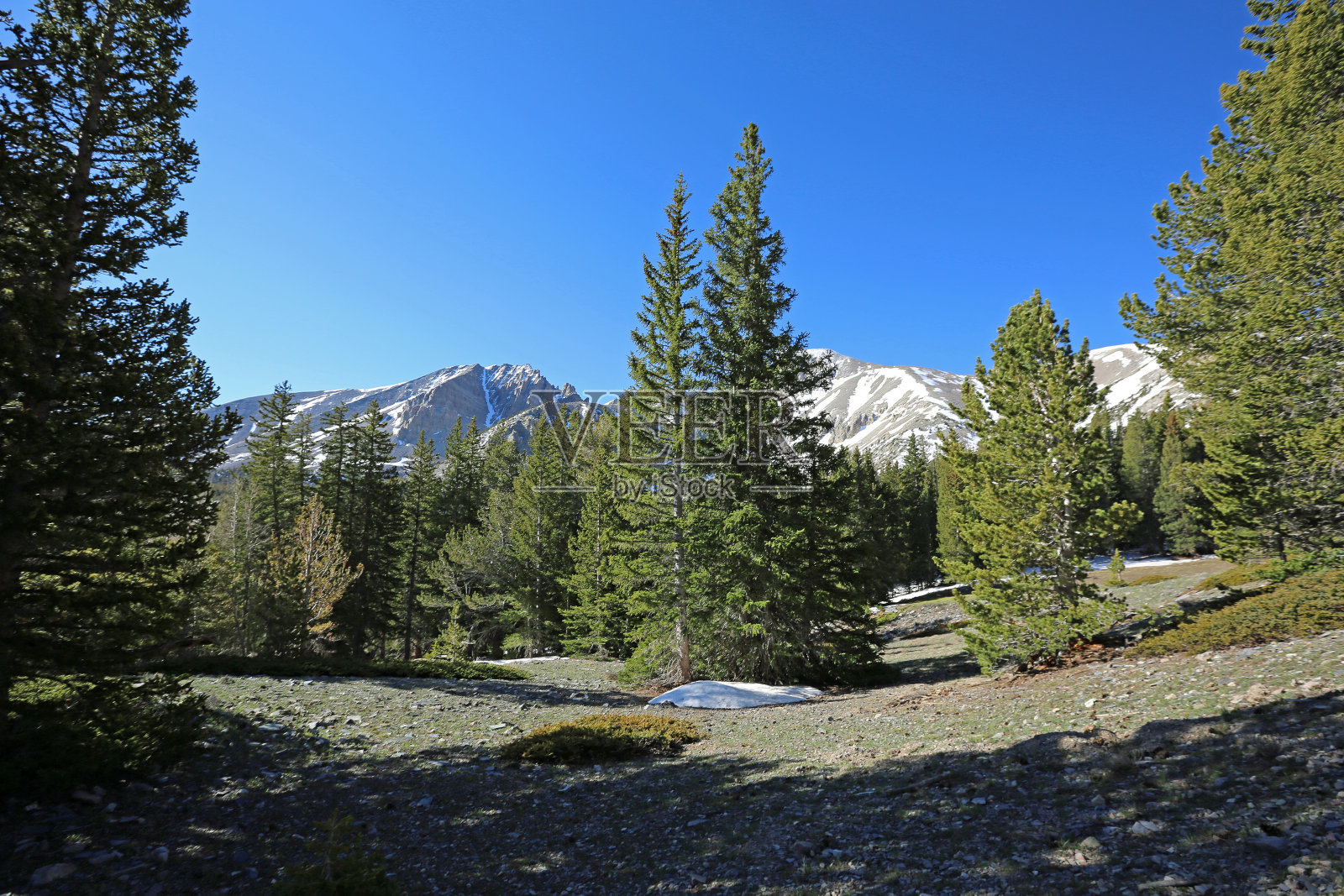 大盆地松树照片摄影图片