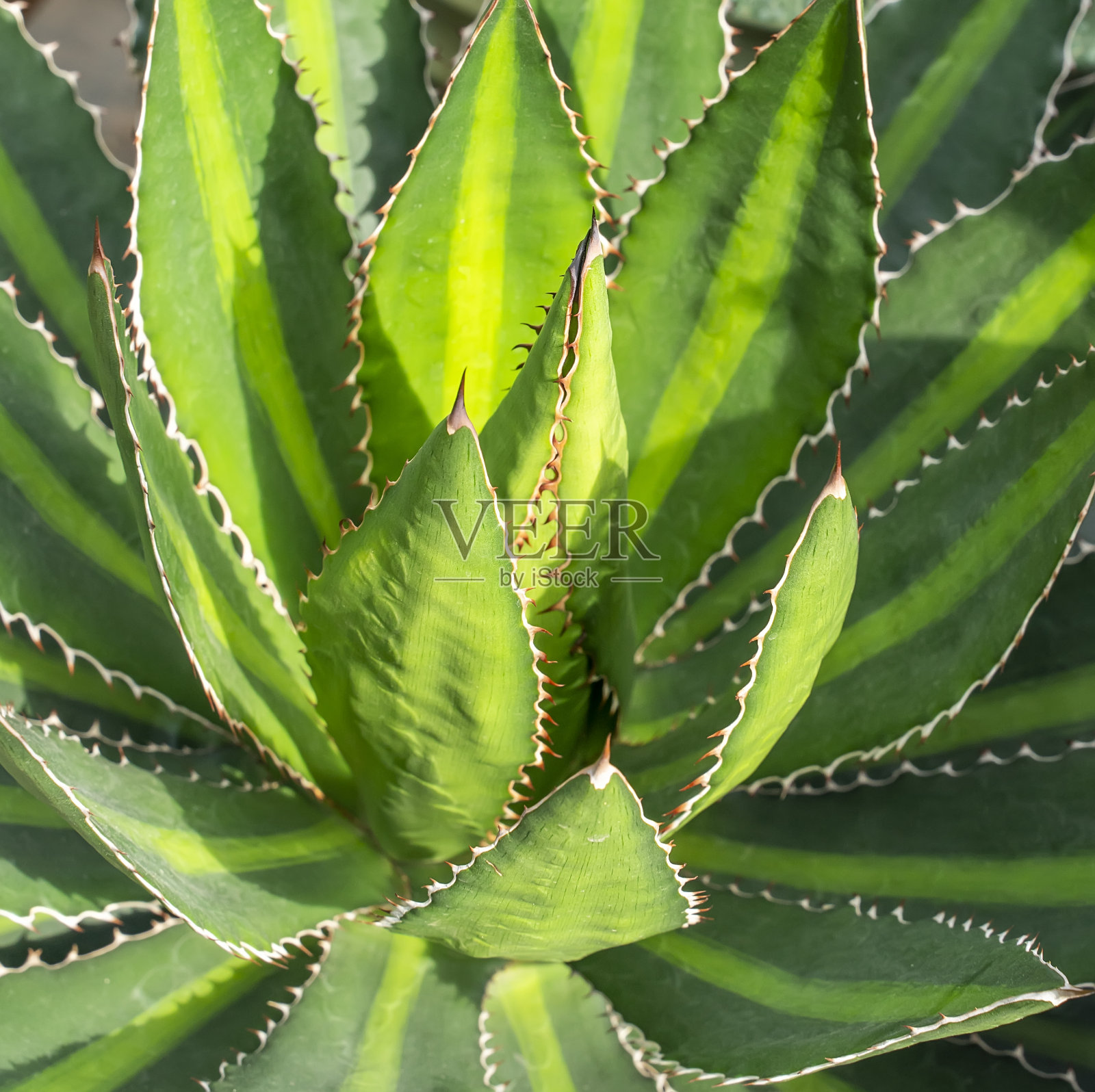 盛开的龙舌兰灌木纹理为热带植物的自然线条图案照片摄影图片