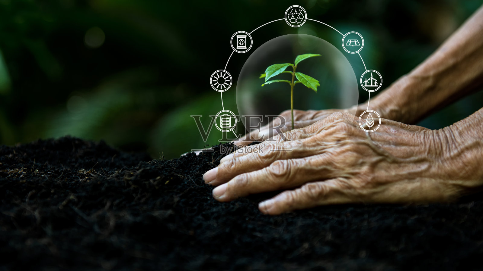 双手老妇女农业和护理植物树保持环境和自然。照片摄影图片