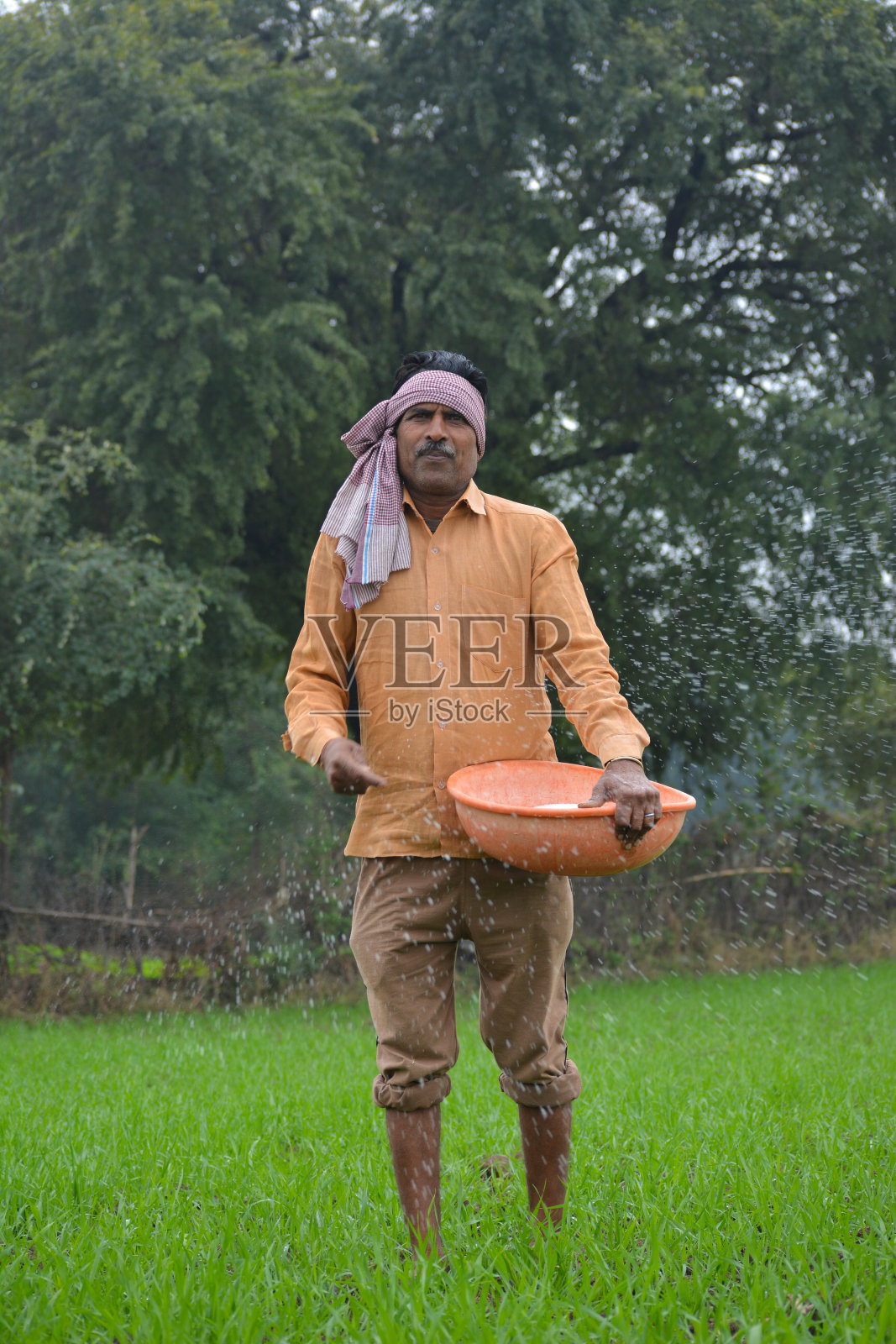 印度农民在麦田里施肥照片摄影图片