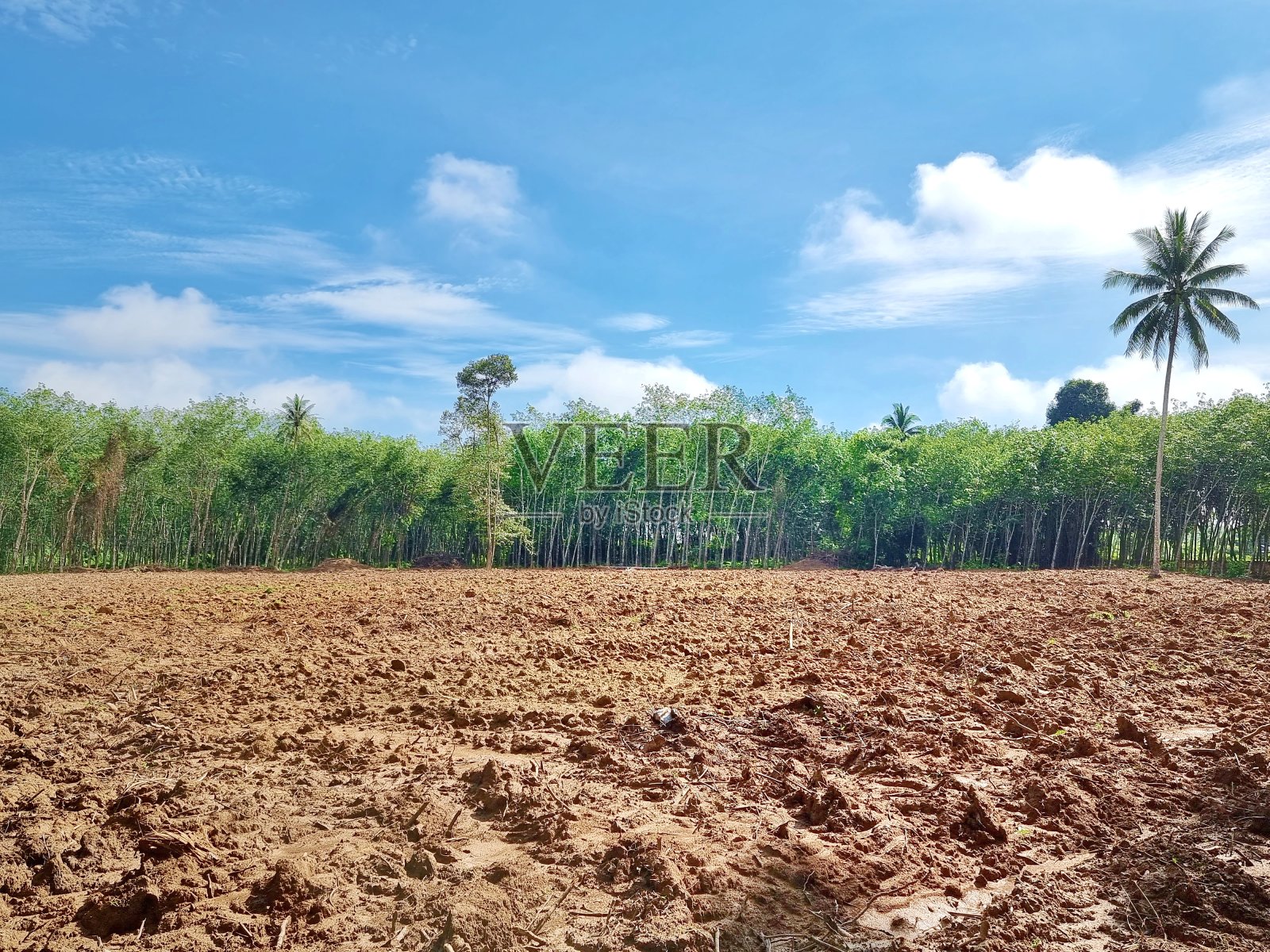 空地耕过田地。准备种植一个花园。有树木周围的土地和天空可以看到。照片摄影图片