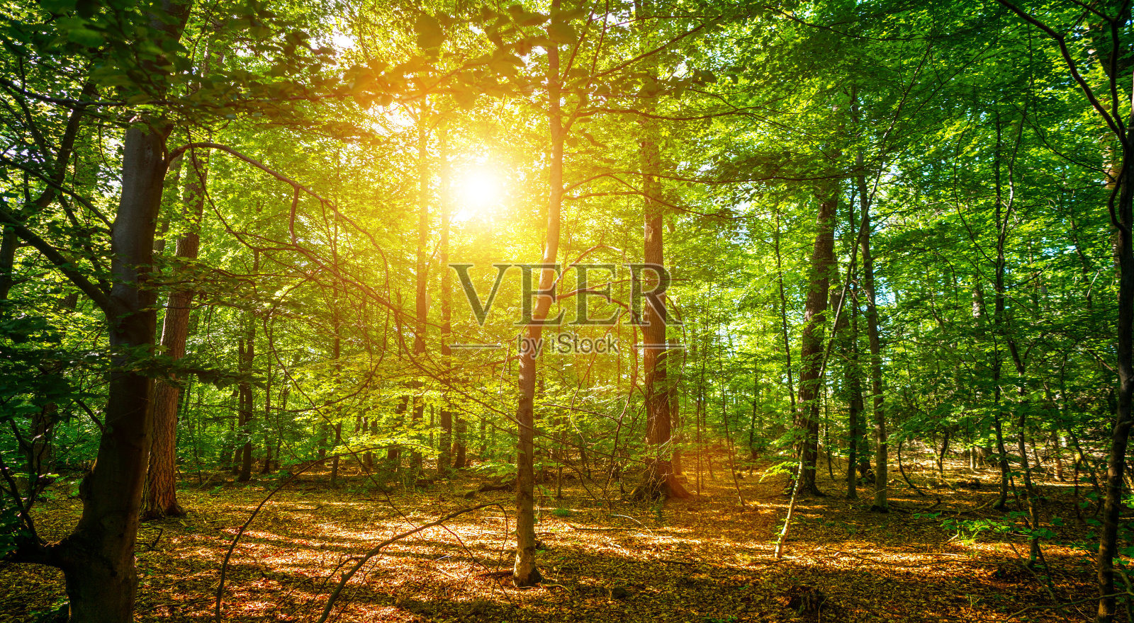 春天的寂静森林，阳光明媚照片摄影图片