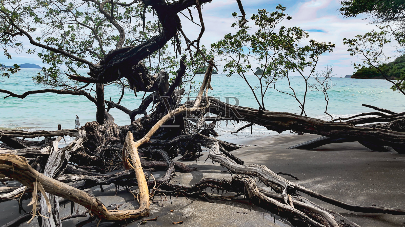 海滩上树照片摄影图片