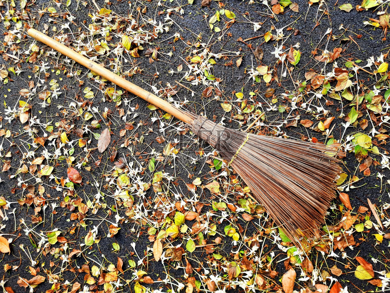 用扫帚扫花和叶子。照片摄影图片