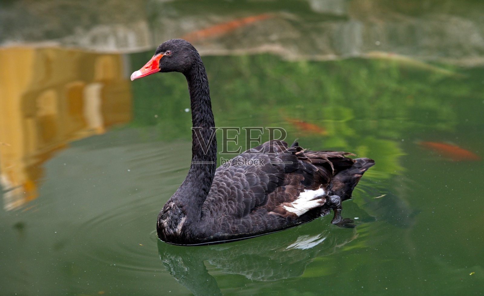 城市黑天鹅照片摄影图片
