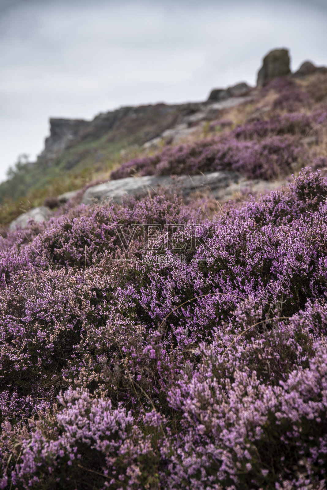 美丽的英国峰区景观从边沿的彩色石南在夏末日落使用选择性聚焦技术照片摄影图片