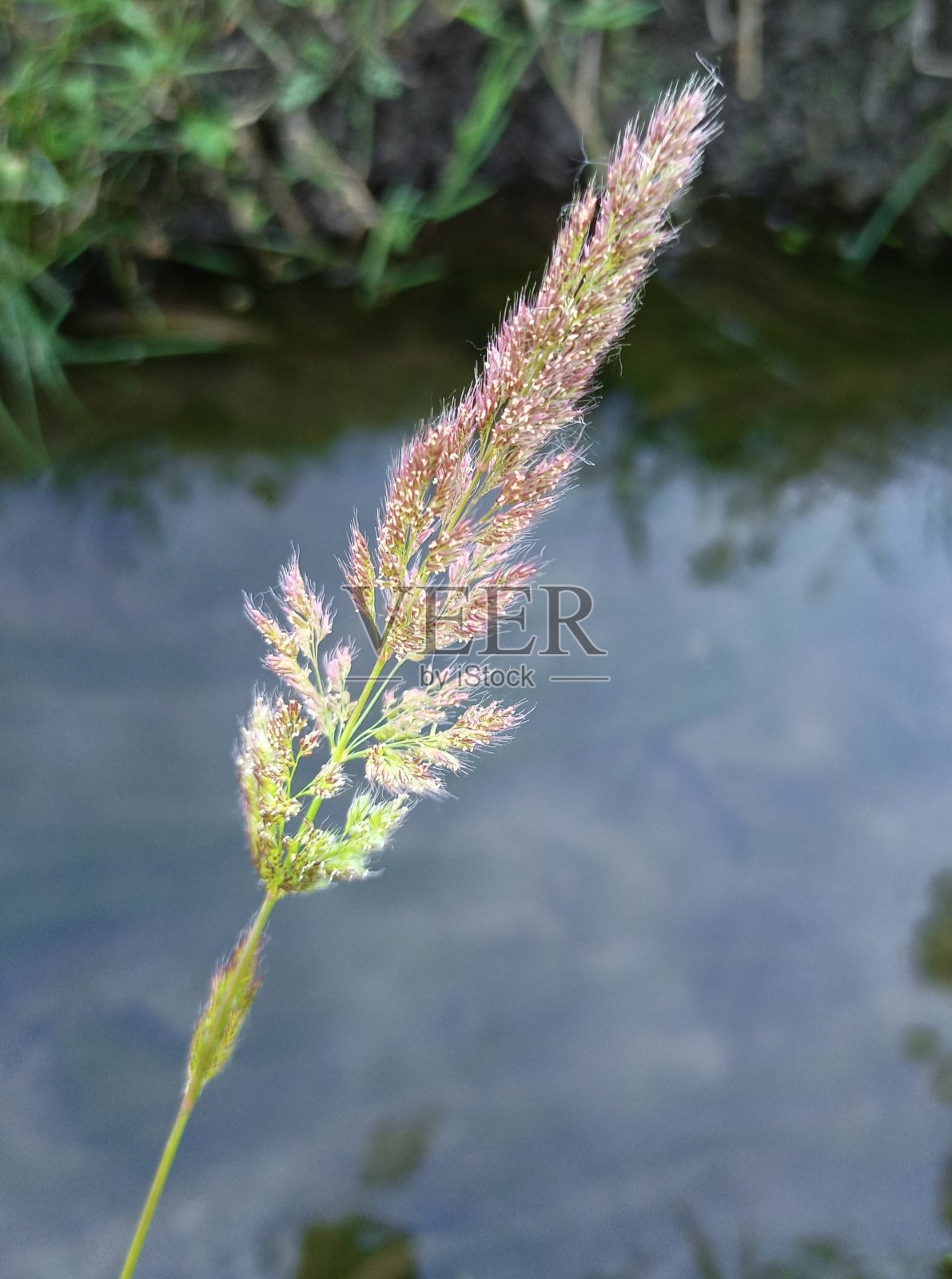 菖蒲  植物照片摄影图片