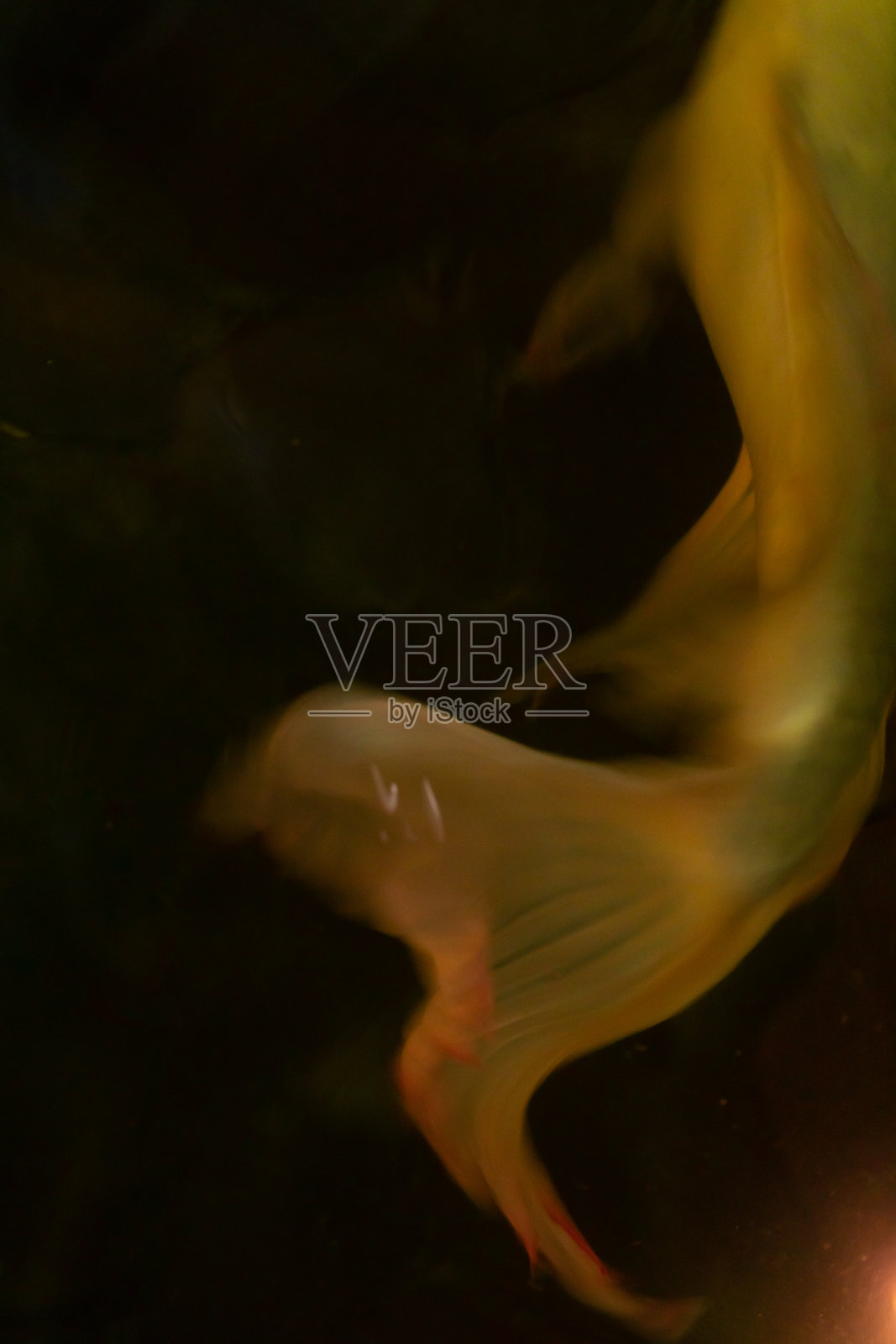 金鱼和锦鲤在池塘里聚拢照片摄影图片