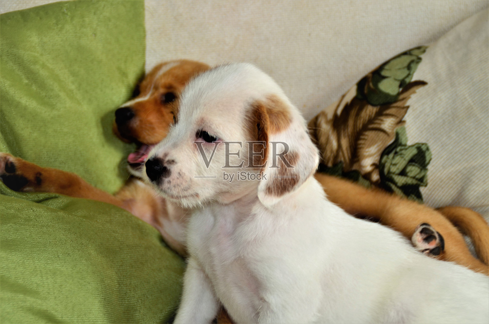 没有繁育能力的狗宝宝躺在沙发上照片摄影图片