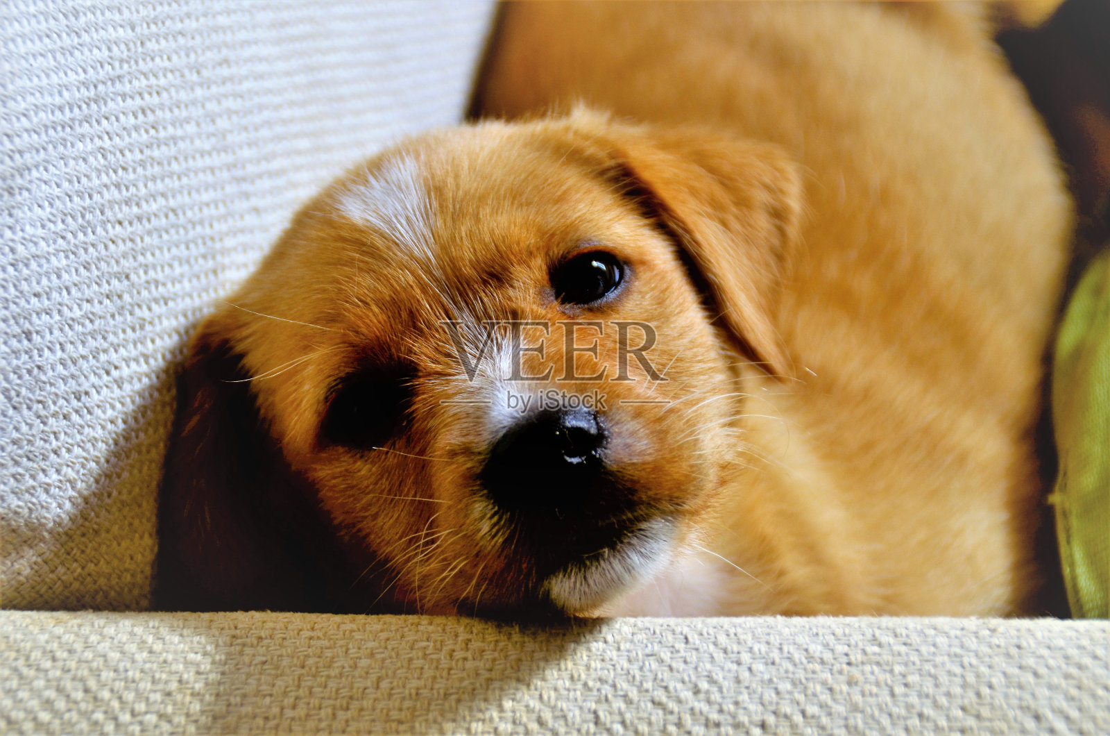 焦糖色的小狗魅力照片摄影图片