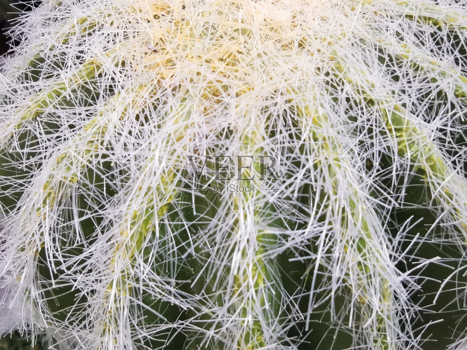 购物中心出售盆栽人工仙人掌照片摄影图片