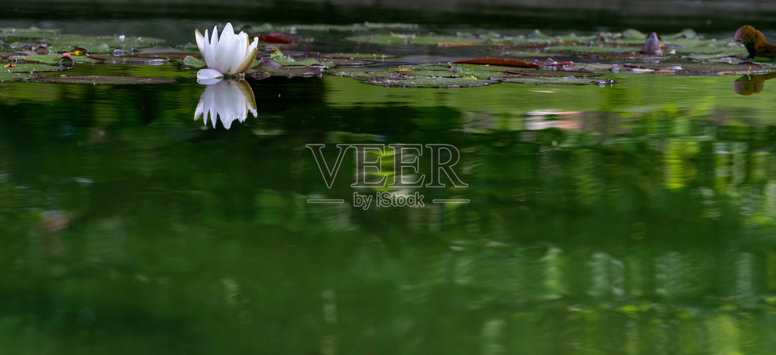 睡莲照片摄影图片