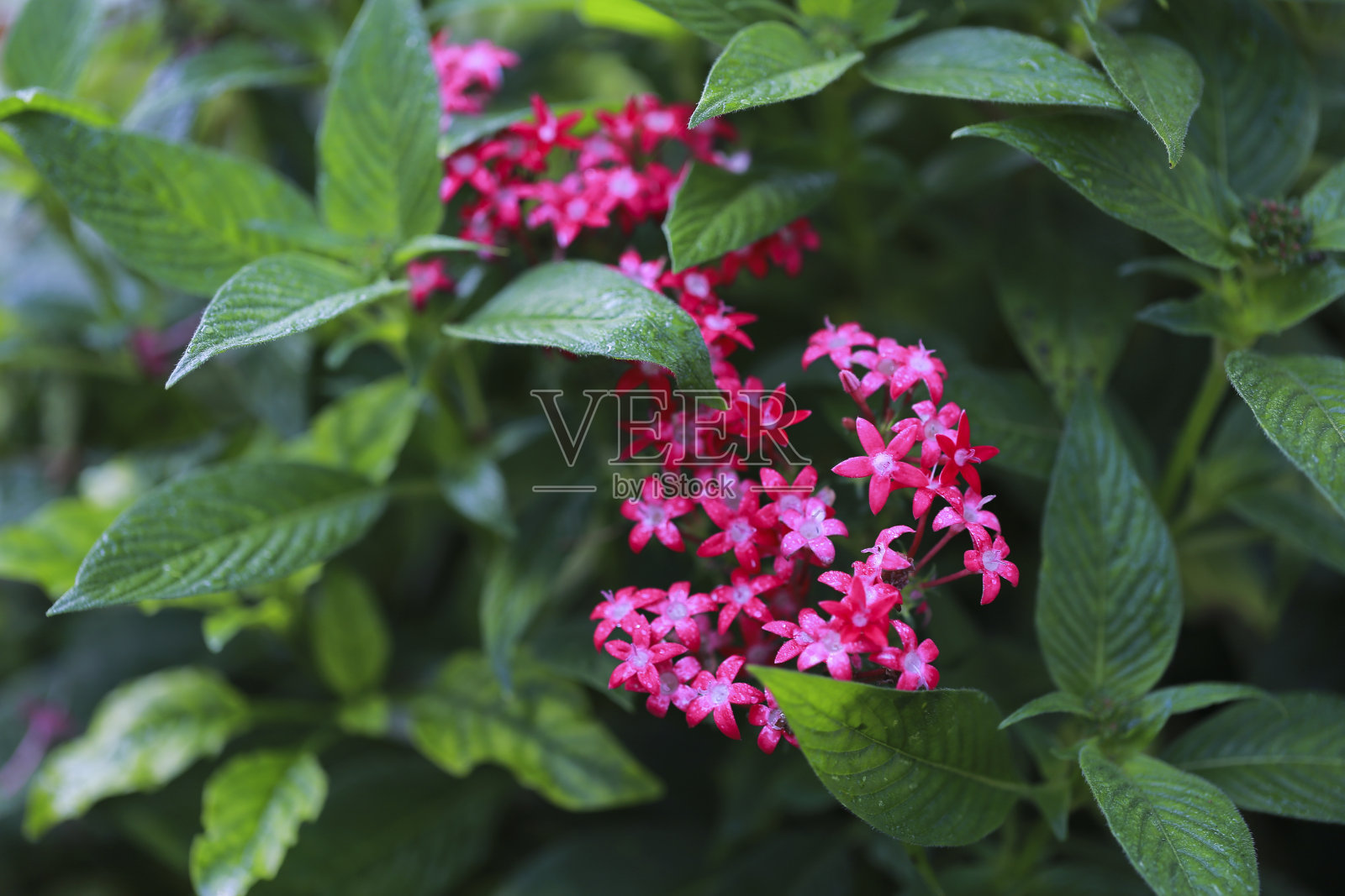 Pentas lanceolata，通常被称为埃及星团，是茜草科的一种开花植物，原产于非洲和也门的大部分地区。照片摄影图片