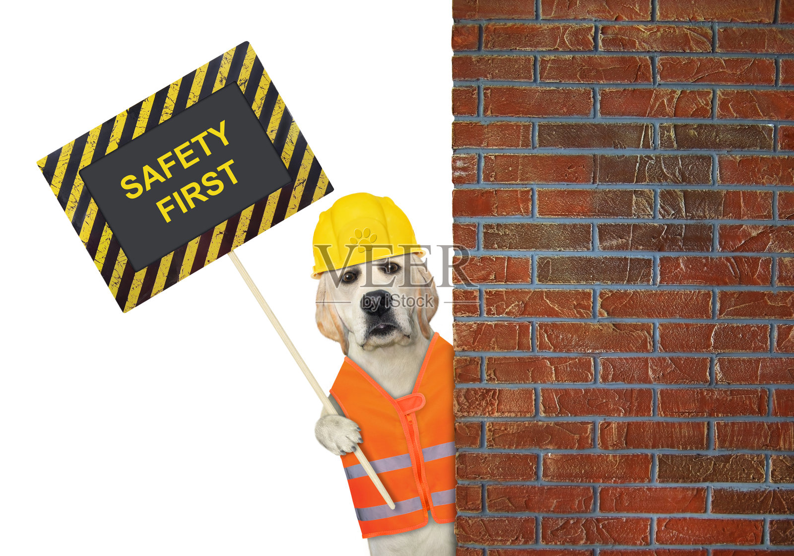 拉布拉多犬手持海报安全第一3照片摄影图片