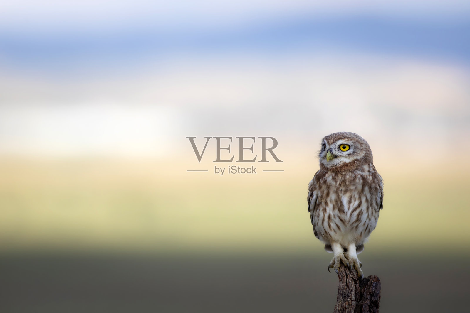 小猫头鹰。色彩斑斓的自然背景。雅典娜夜蛾属。照片摄影图片