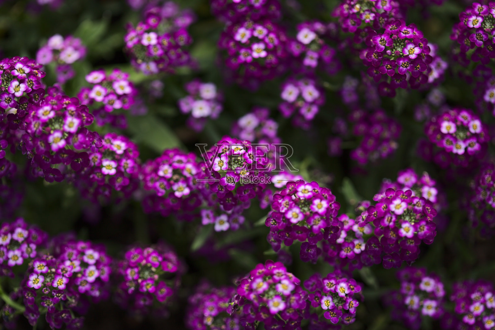花期花园品种小叶花，香百合自然大花背景照片摄影图片