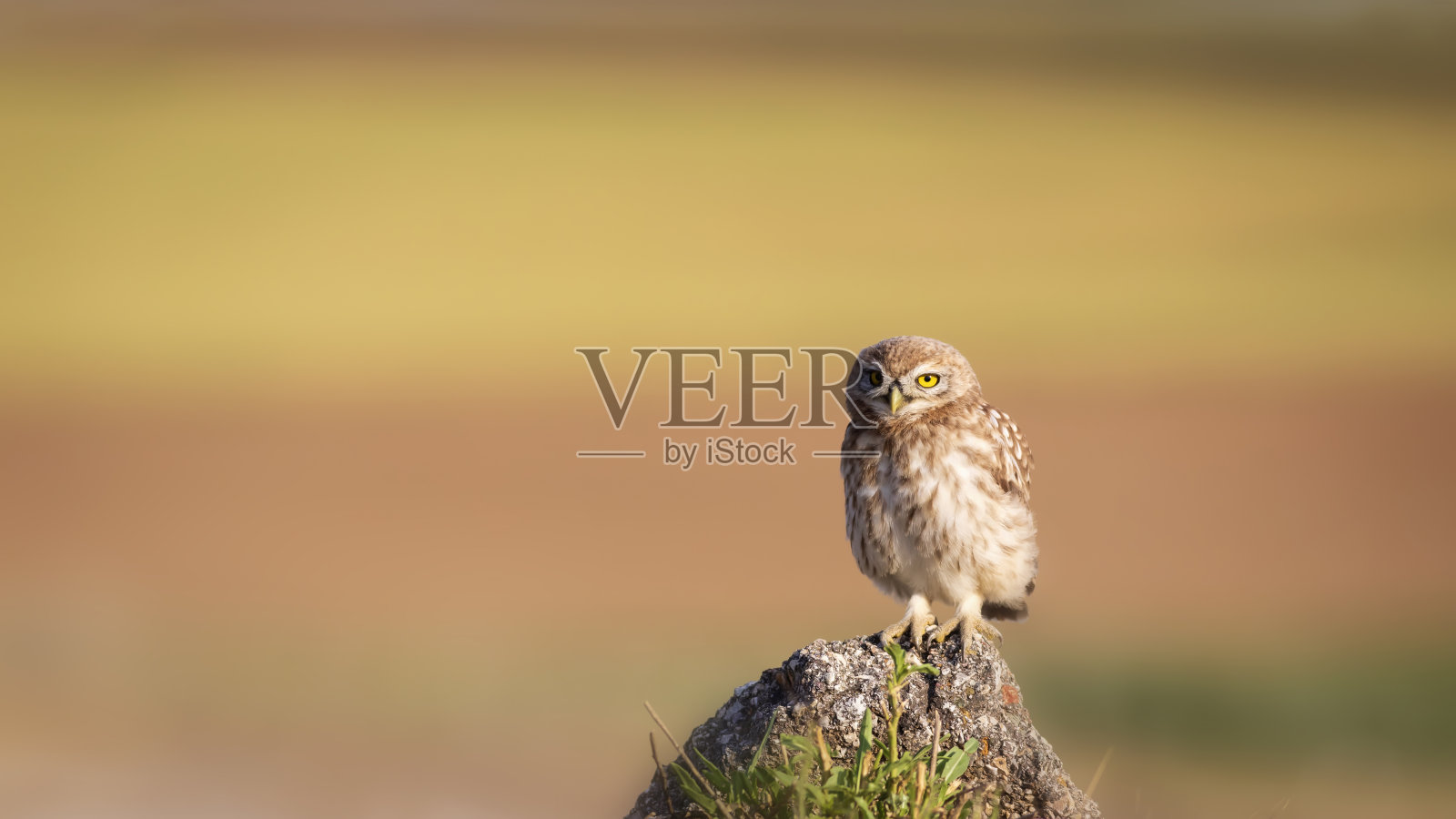 小猫头鹰。色彩斑斓的自然背景。雅典娜夜蛾属。照片摄影图片