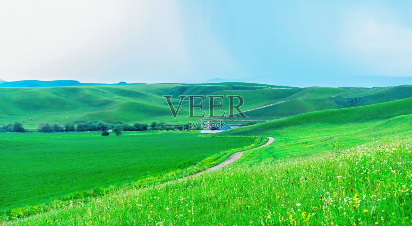 绿色的草地上生长着青草照片摄影图片