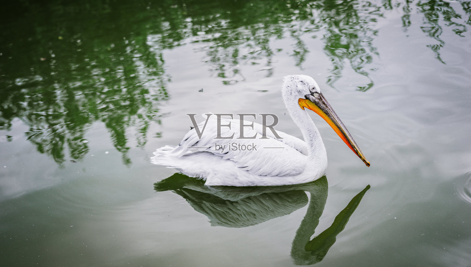 苍鹭在水面上游泳照片摄影图片