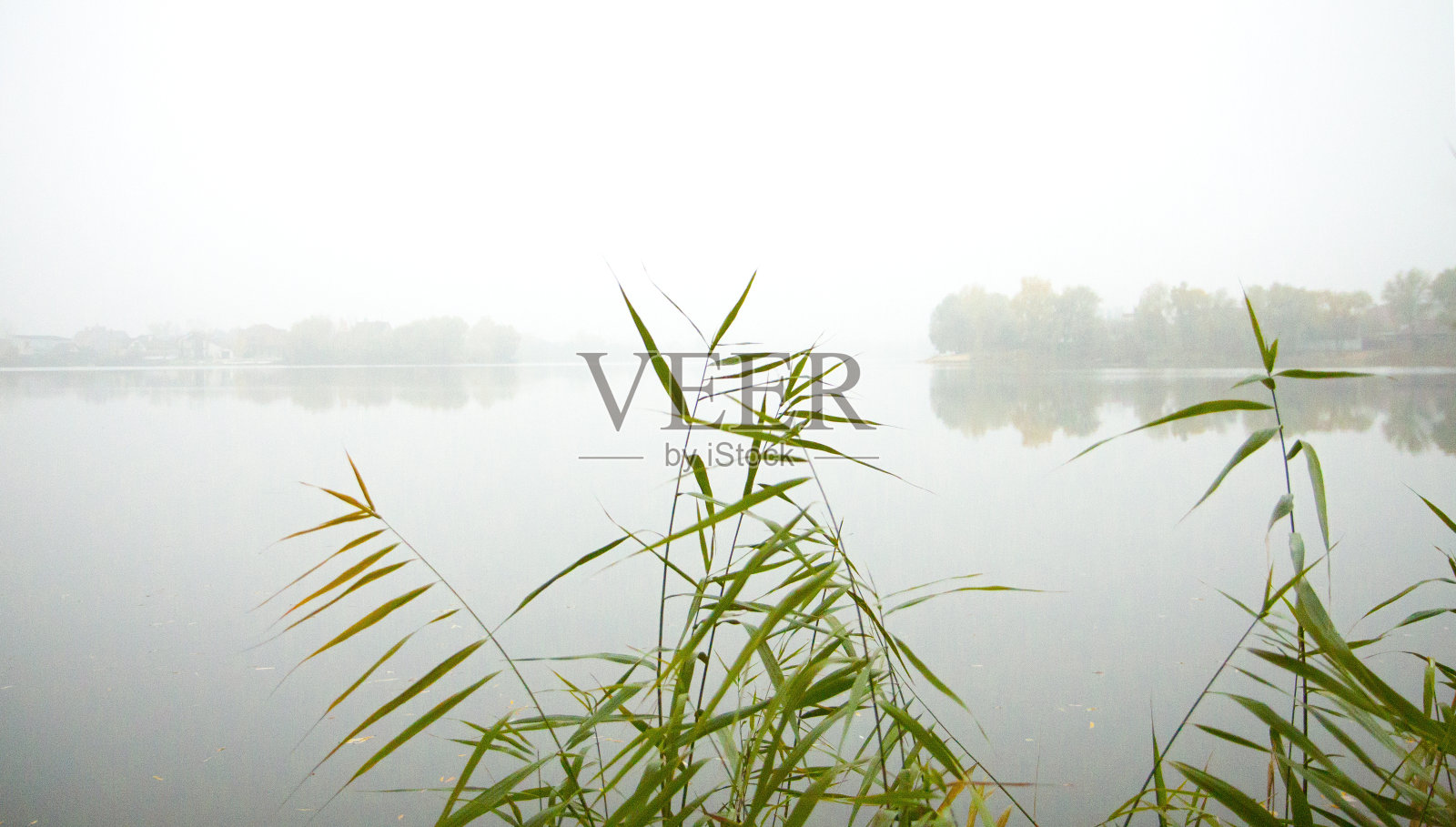 湖上雾蒙蒙的清晨。平静的水面倒映着森林。前面是芦苇和莎草。照片摄影图片