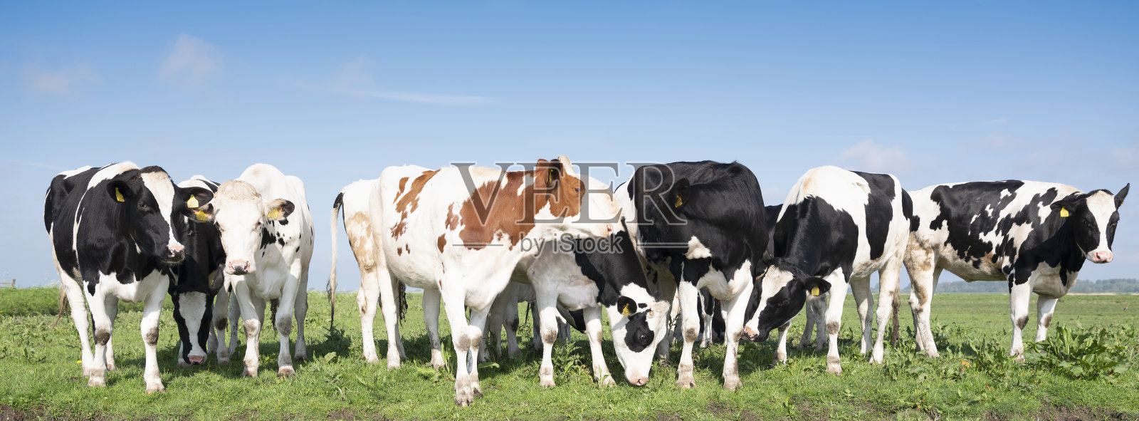 荷兰阿默斯福特附近荷兰草地上的花斑幼牛照片摄影图片
