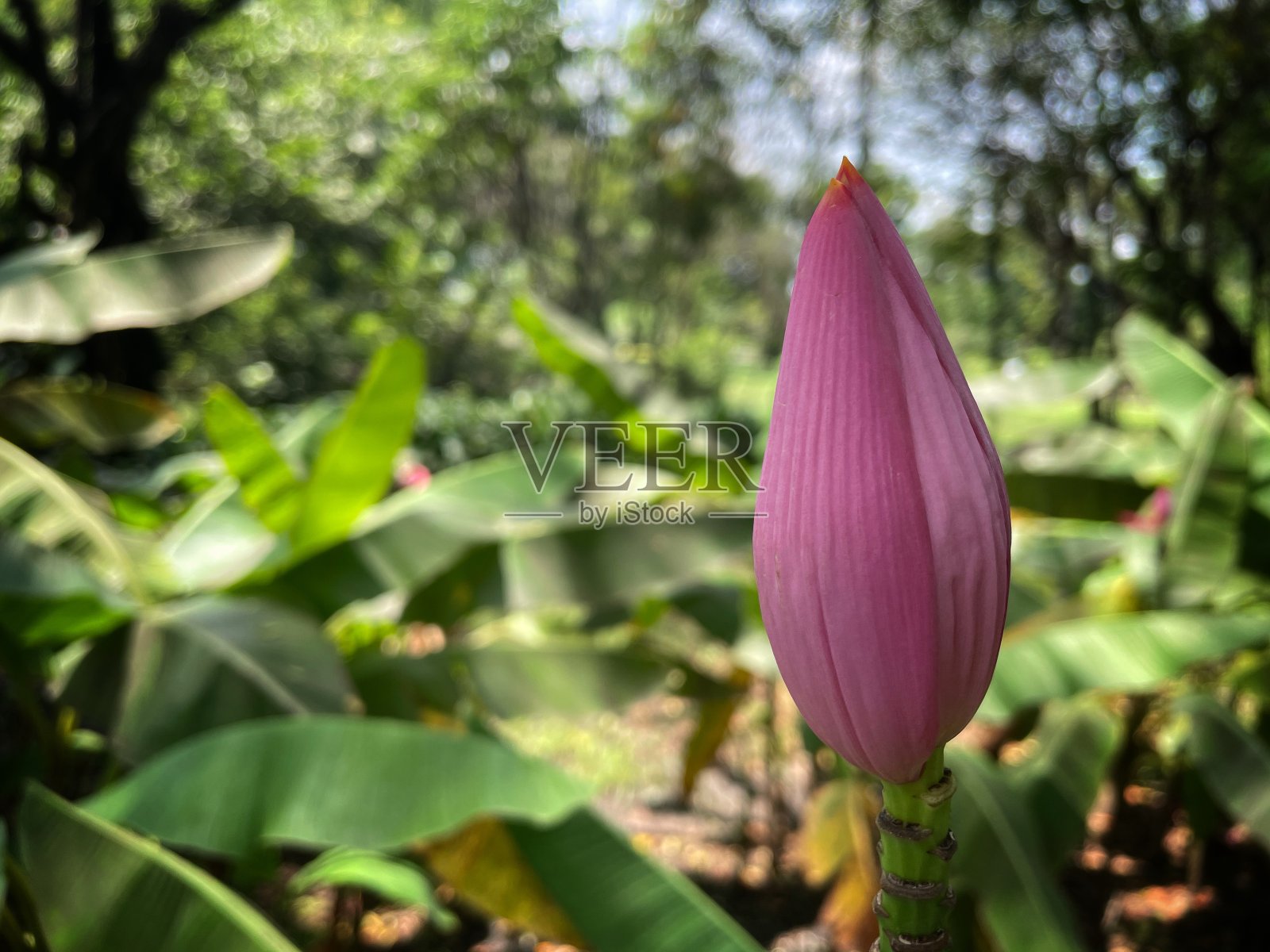 花园里的香蕉花(盛开的香蕉或花芭蕉)。照片摄影图片