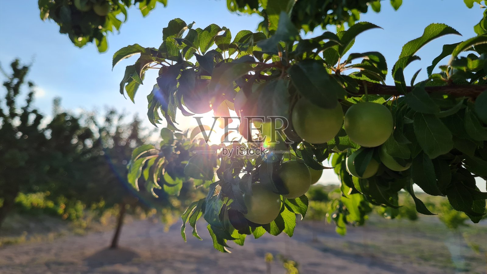 李树照片摄影图片