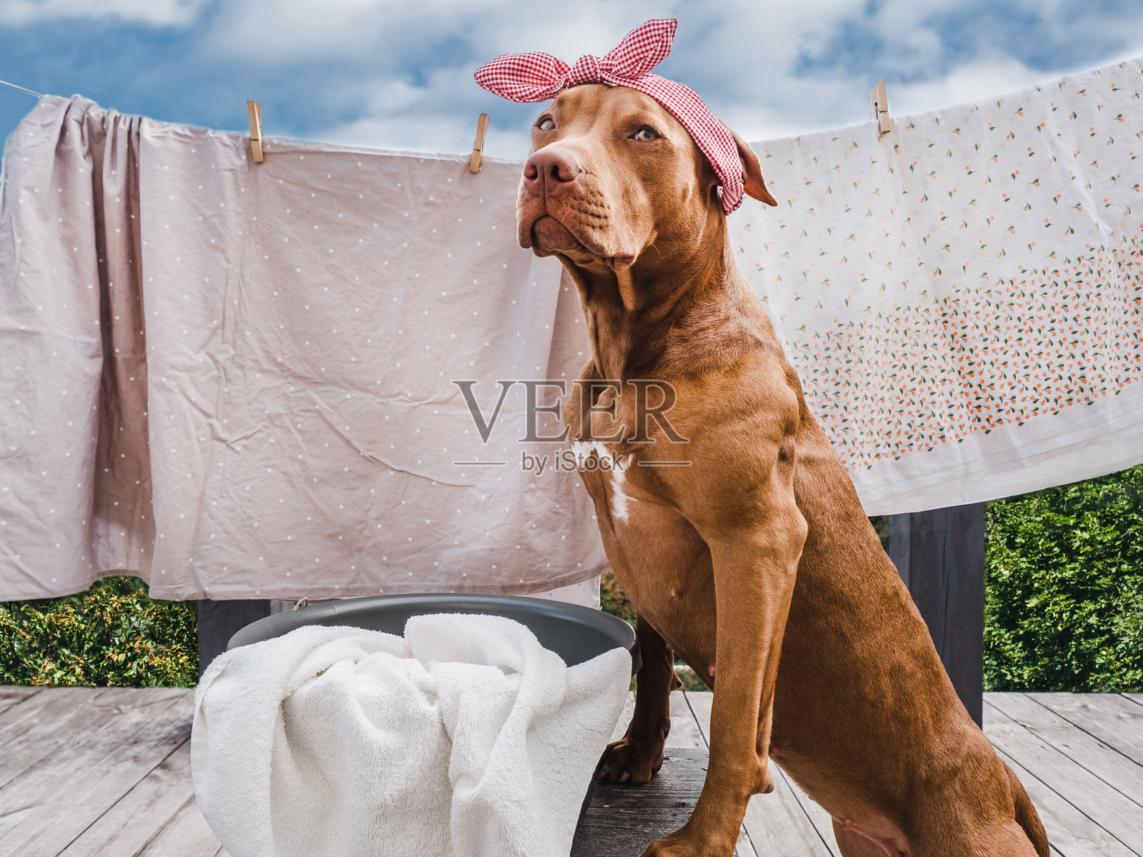 可爱，可爱的小狗棕色的背景蓝色的夏天的天空照片摄影图片