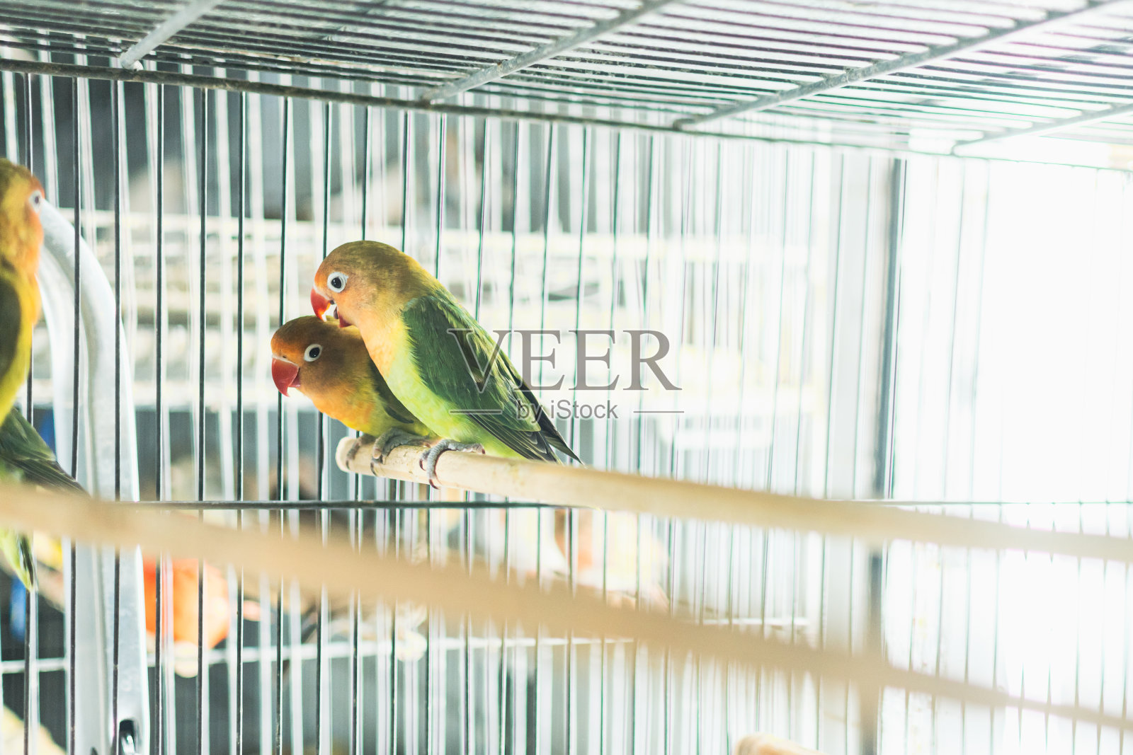 快乐的关在笼子里的鸟照片摄影图片