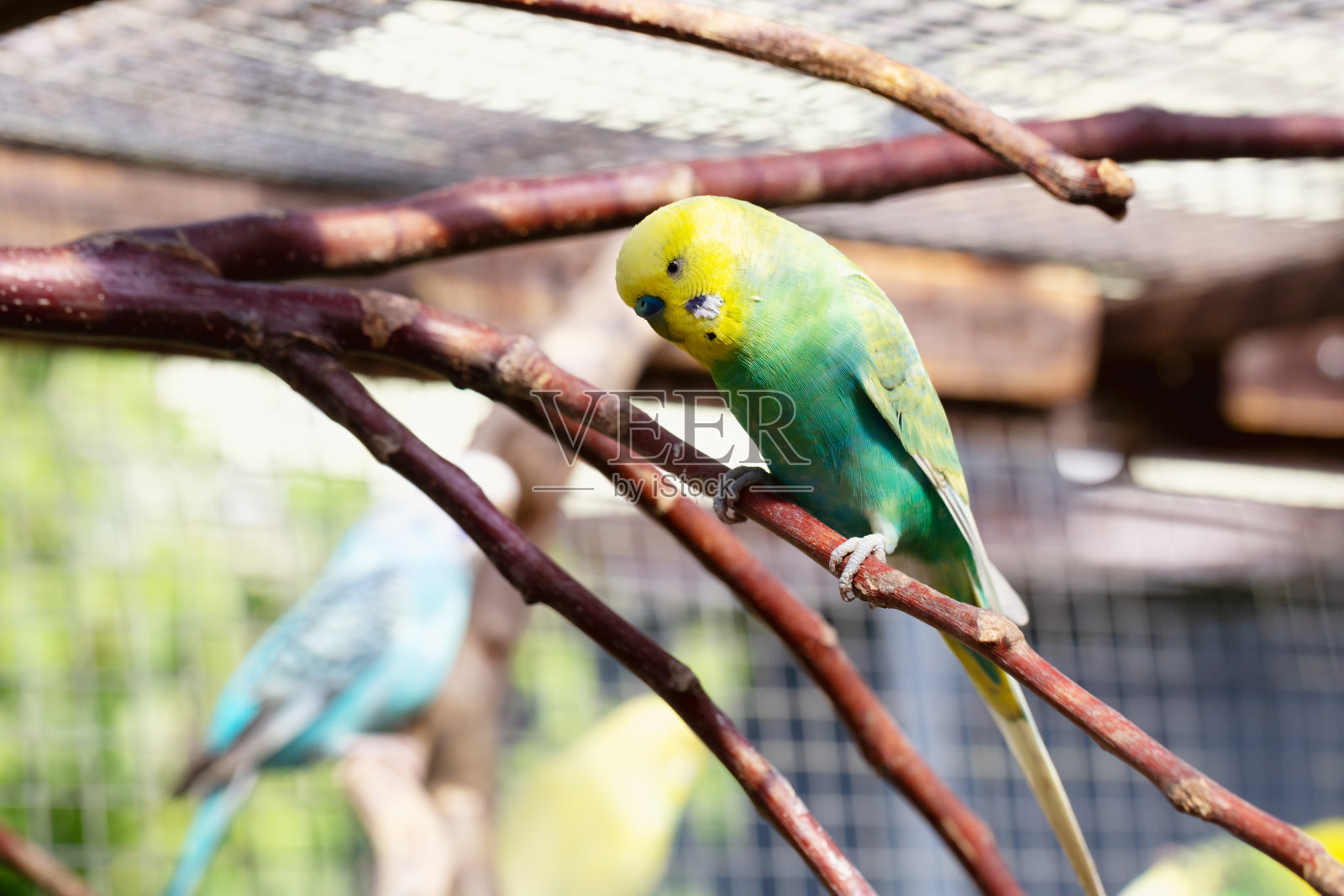 虎皮鹦鹉和其他鸟类一起生活在户外的鸟舍里照片摄影图片