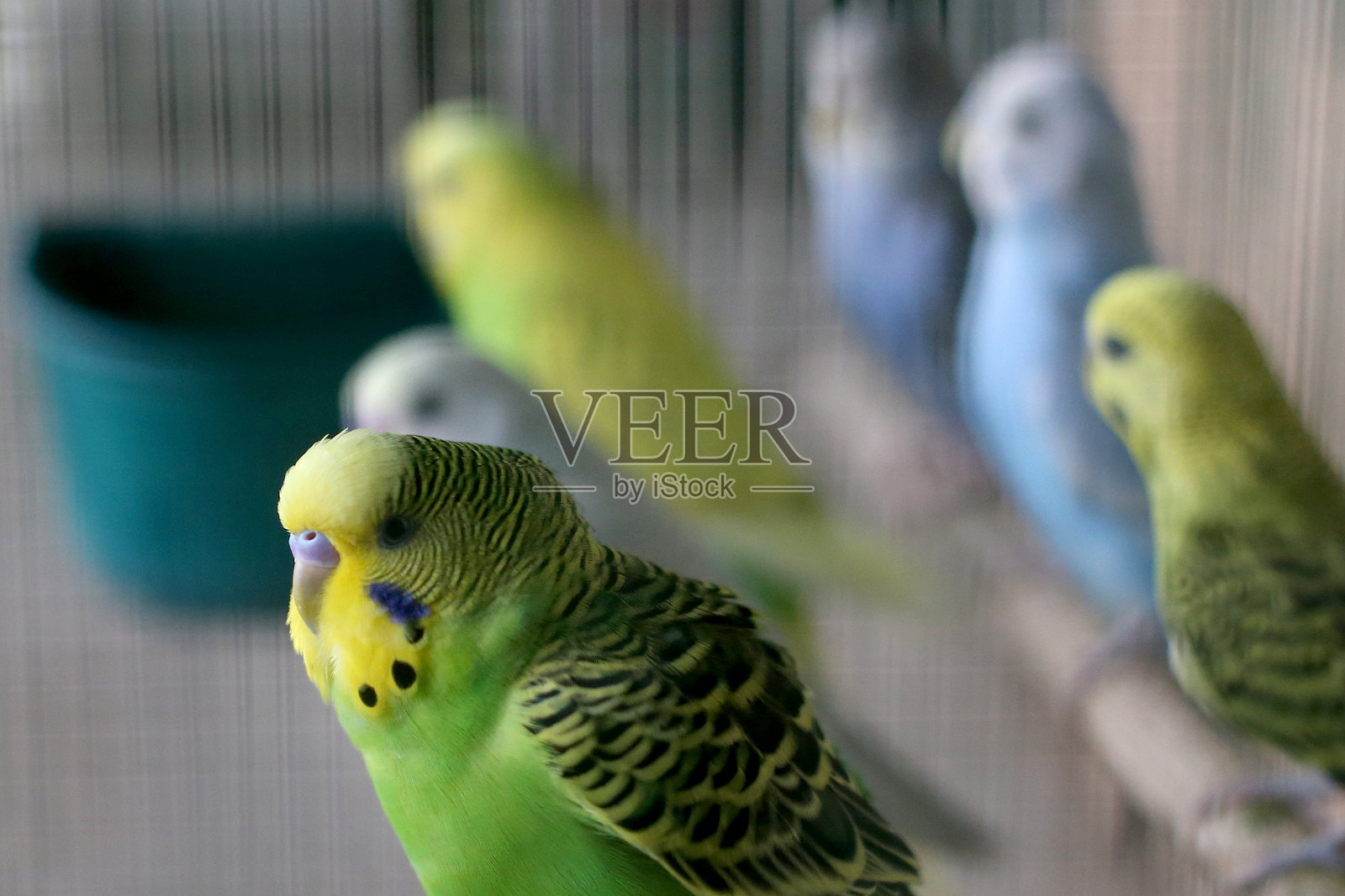 快乐的鹦鹉照片摄影图片