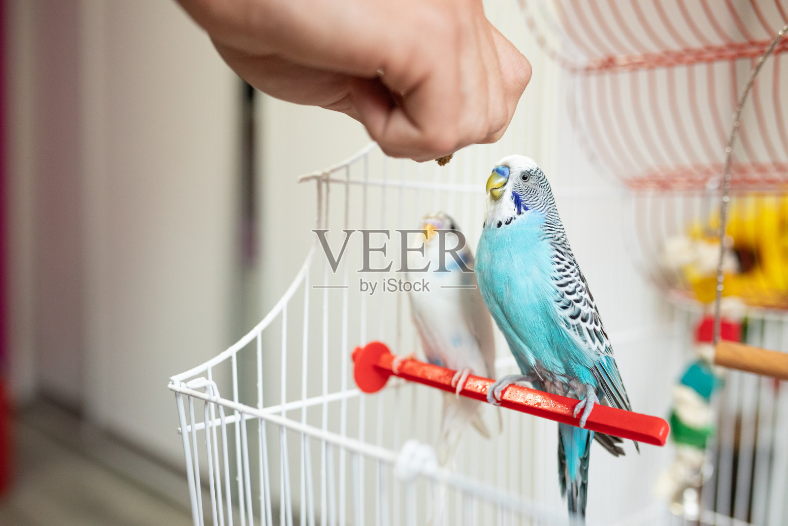 长尾鹦鹉吃人的手照片摄影图片