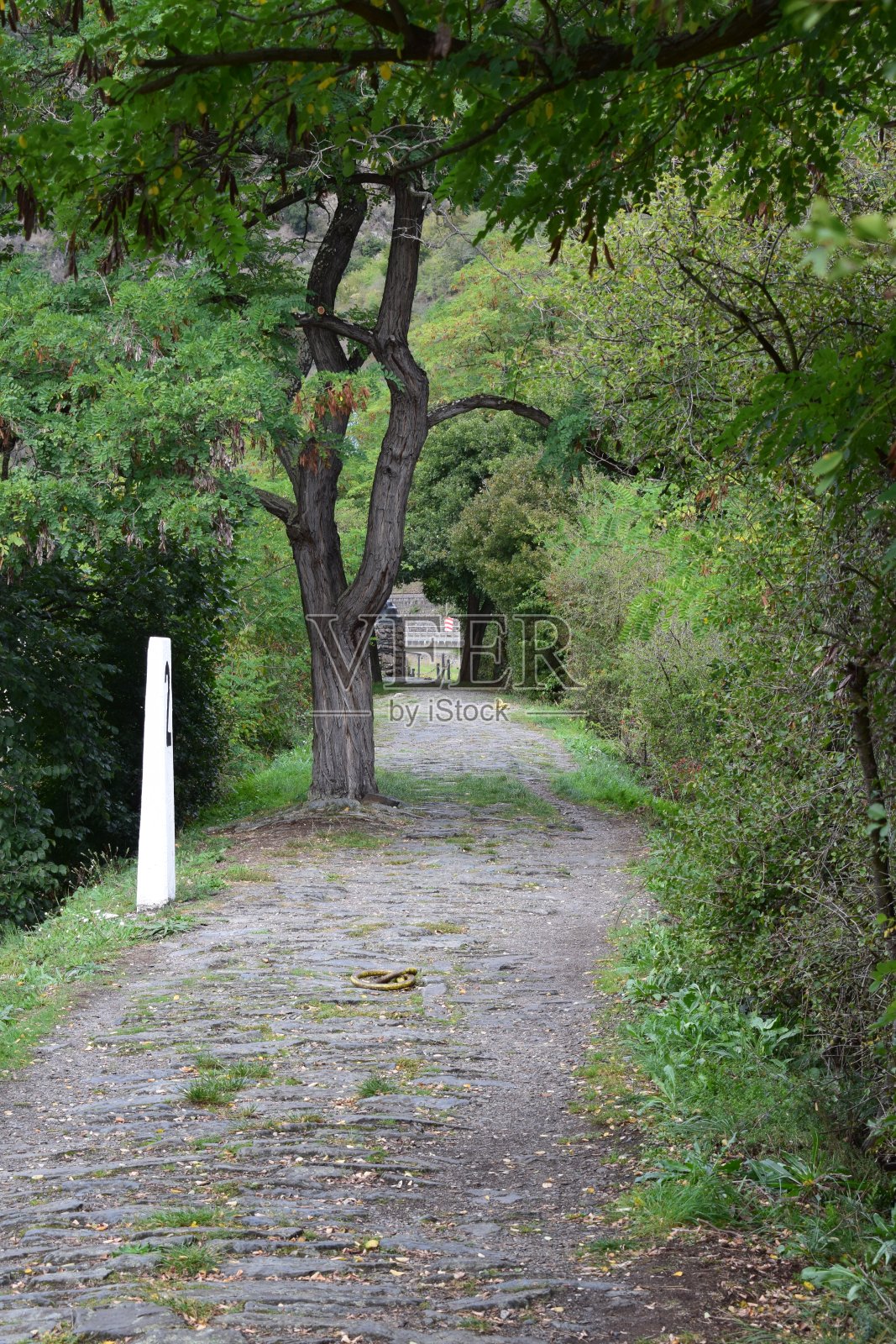 由植物形成的森林隧道照片摄影图片