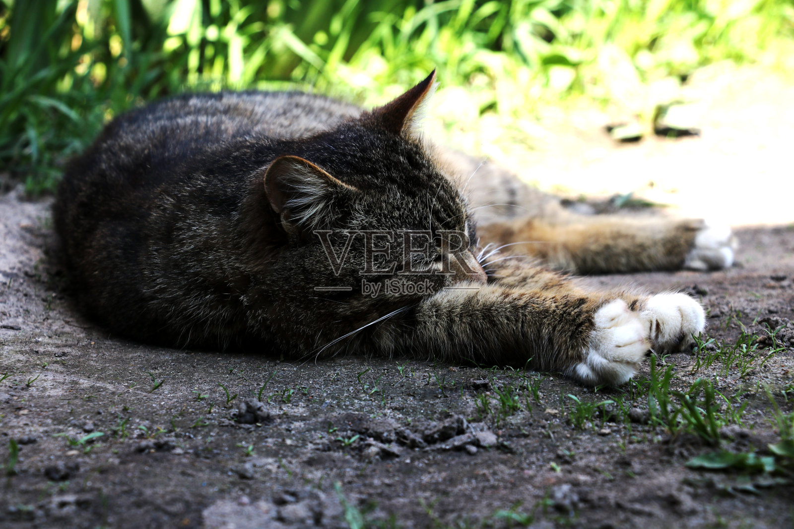 漂亮的猫躺在草地上，闭着眼睛照片摄影图片
