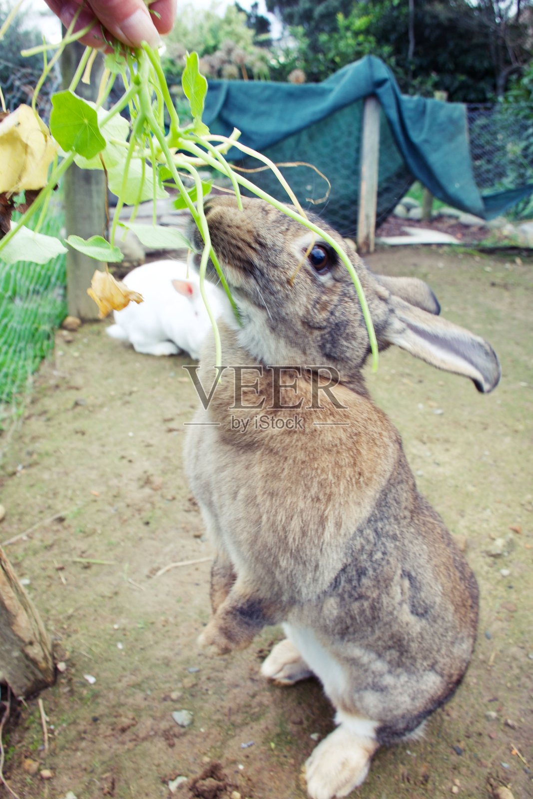 宠物弗兰德斯大兔子与棕色的外衣照片摄影图片