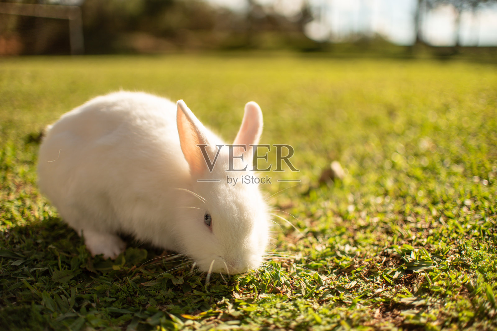 白兔照片摄影图片