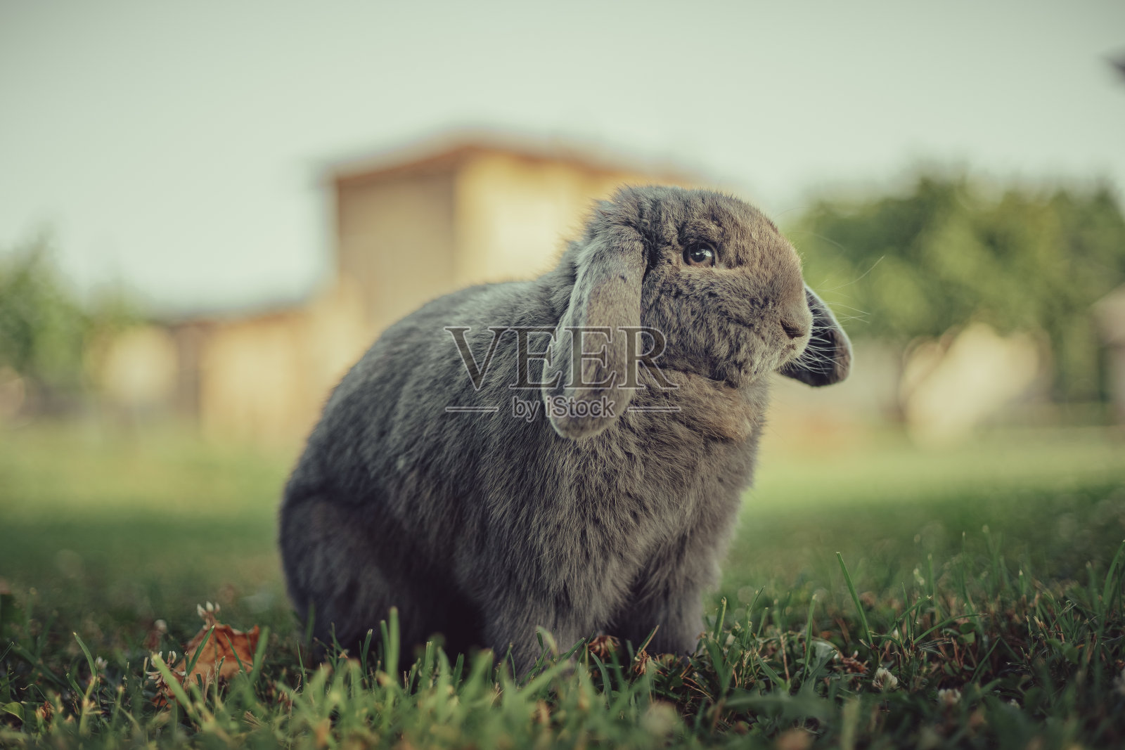兔子喜欢户外活动照片摄影图片