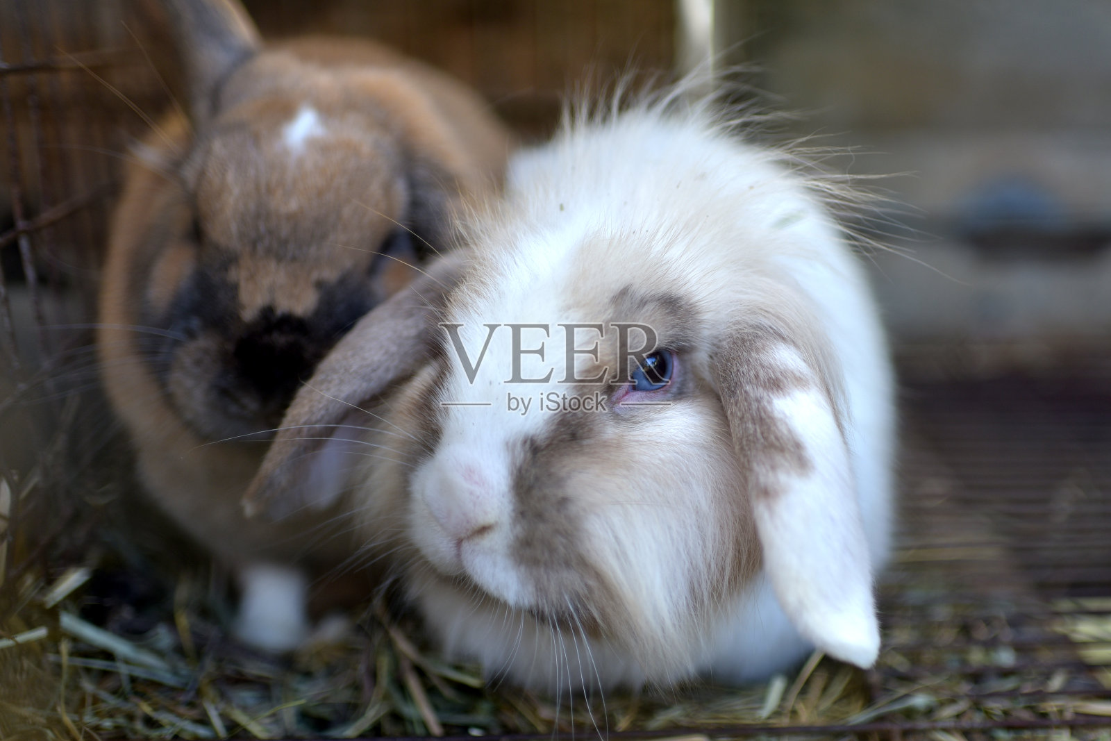 国内的兔子照片摄影图片