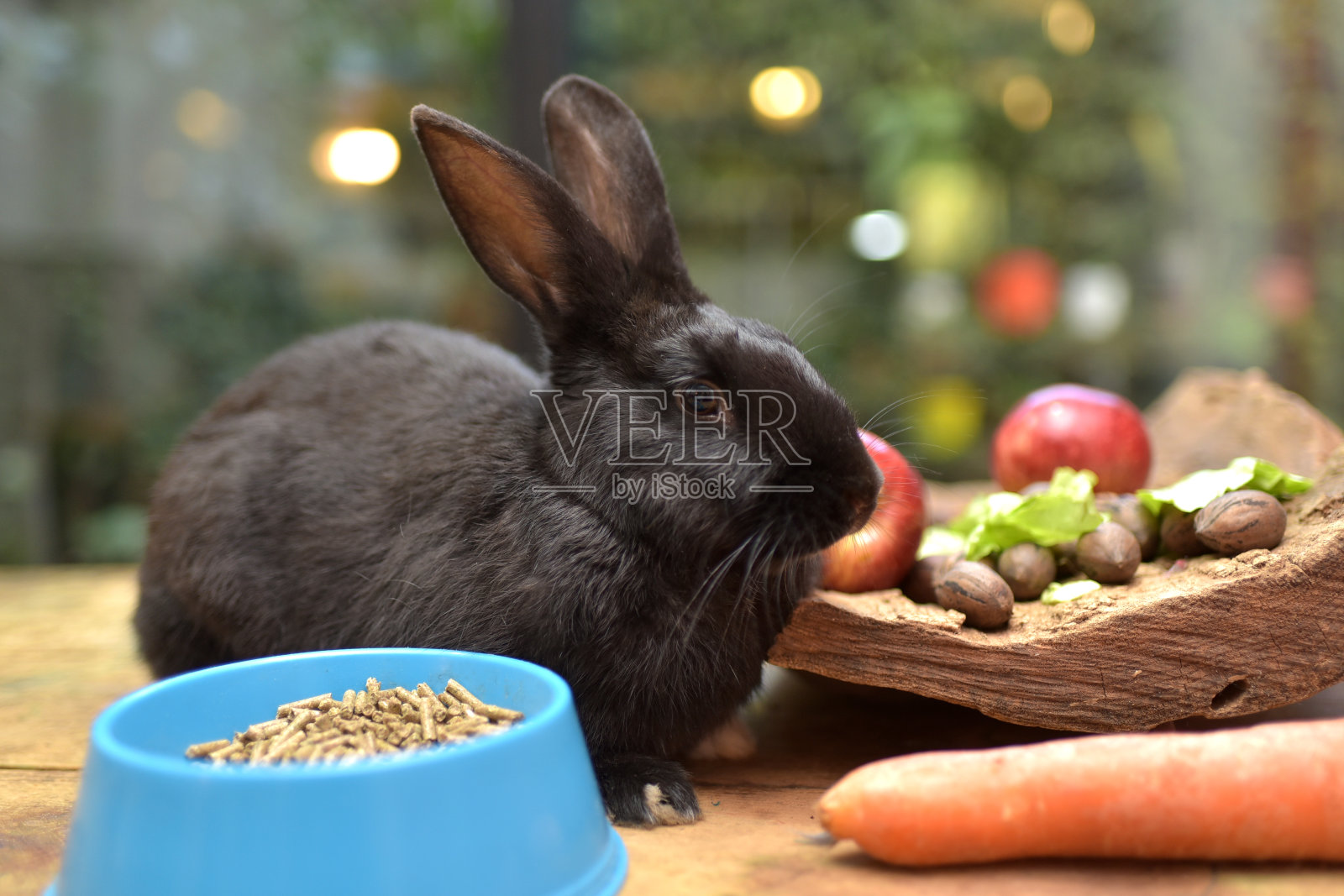 国内的兔子照片摄影图片