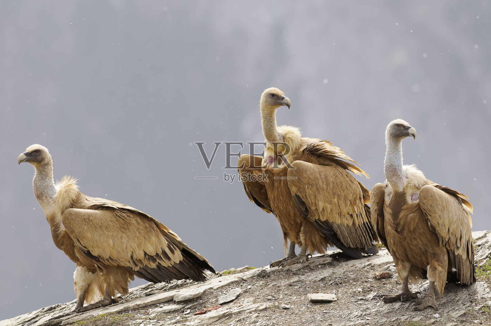 兀鹫秃鹰照片摄影图片