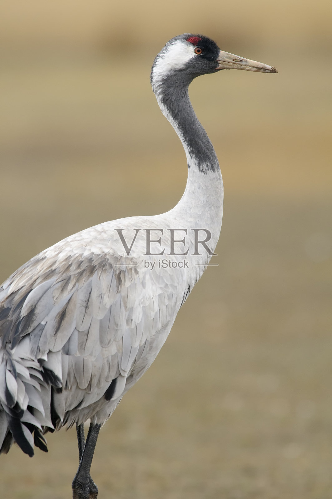 常见的起重机照片摄影图片