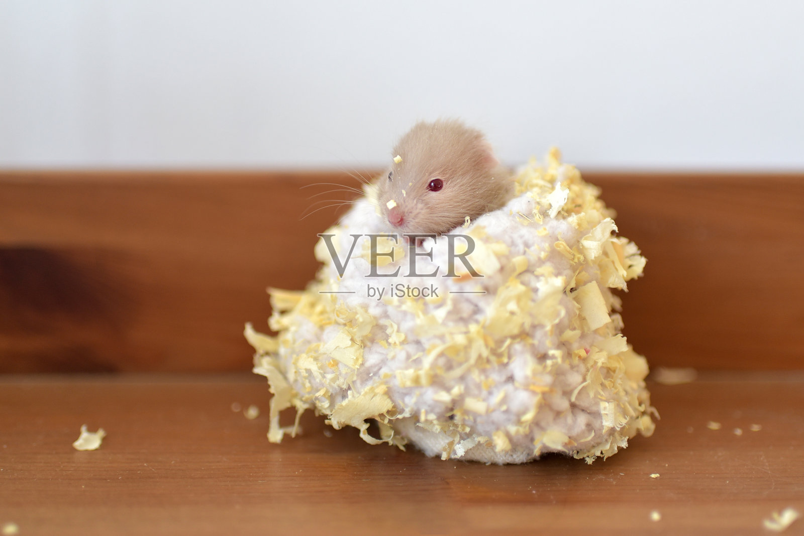 国内的仓鼠照片摄影图片