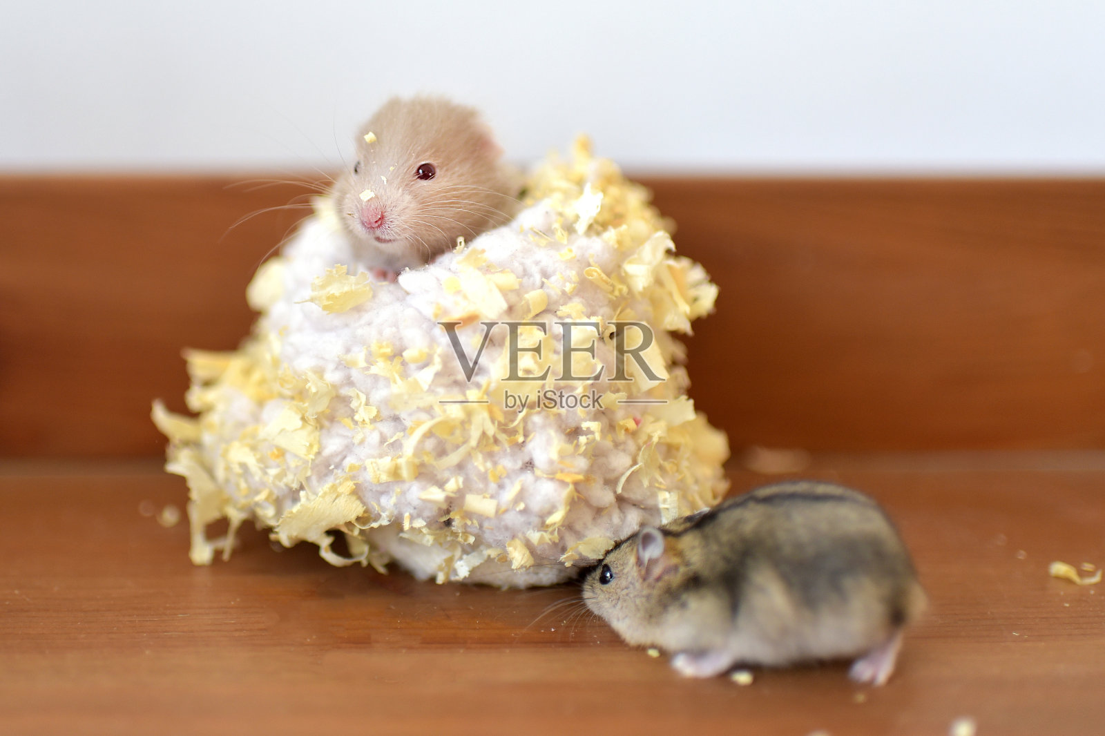 国内的仓鼠照片摄影图片