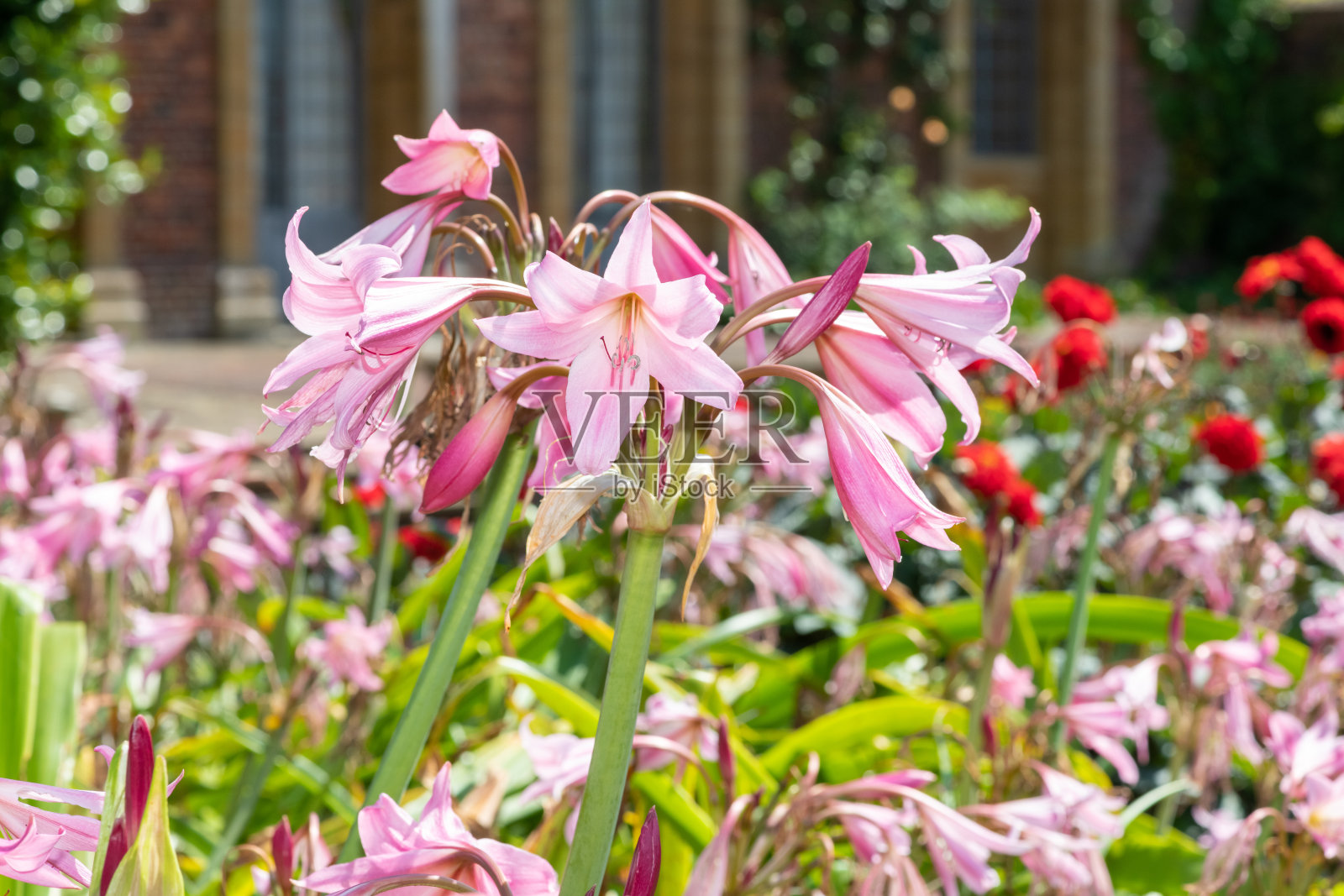 文珠兰属moorei花照片摄影图片