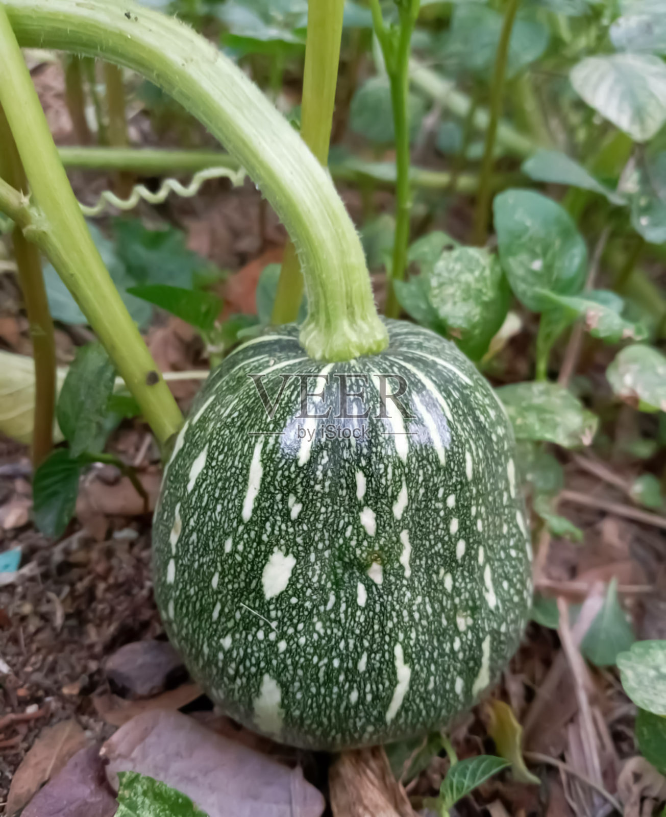 南瓜照片摄影图片